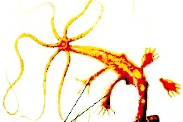 Kraken kraken link24 info