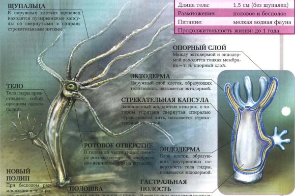 Кракен гидра