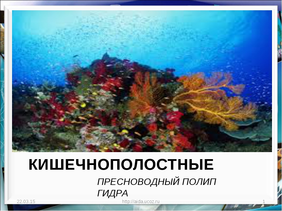 Kra36.at